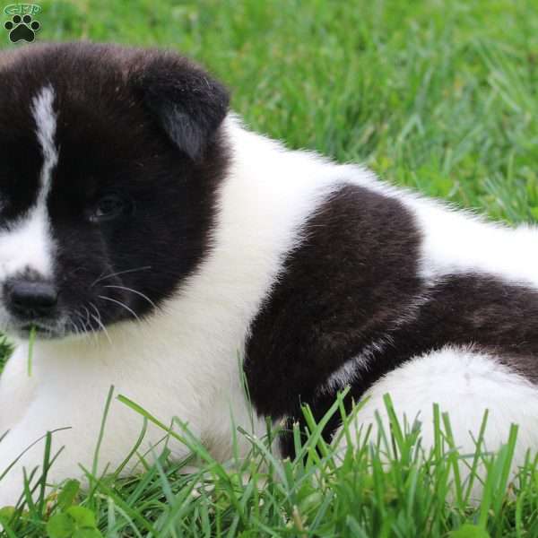 AKC Buddy, Akita Puppy